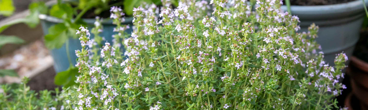 Thyme Plants Buy Online Thyme Plants UK Thyme Plants For Sale