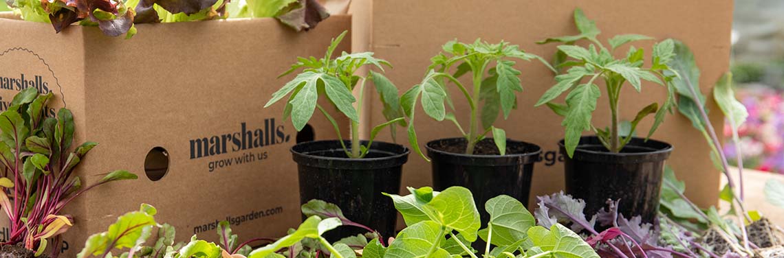 Free Delivery Vegetable Plants  Marshalls Garden