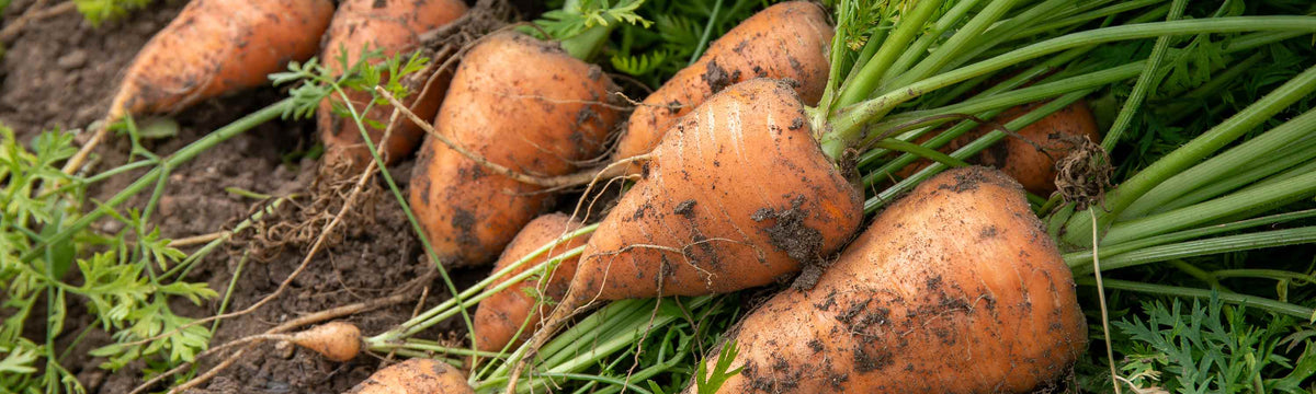 Beginner Vegetable Plants Buy Beginner Vegetable Plants Online