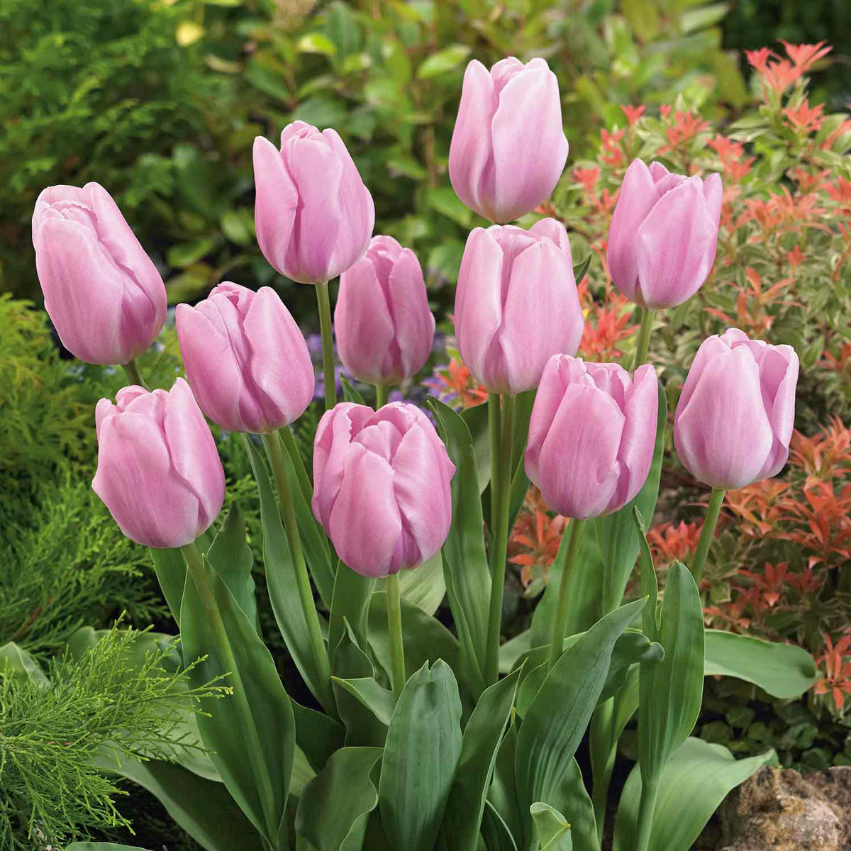 Pink Spring Bulbs 