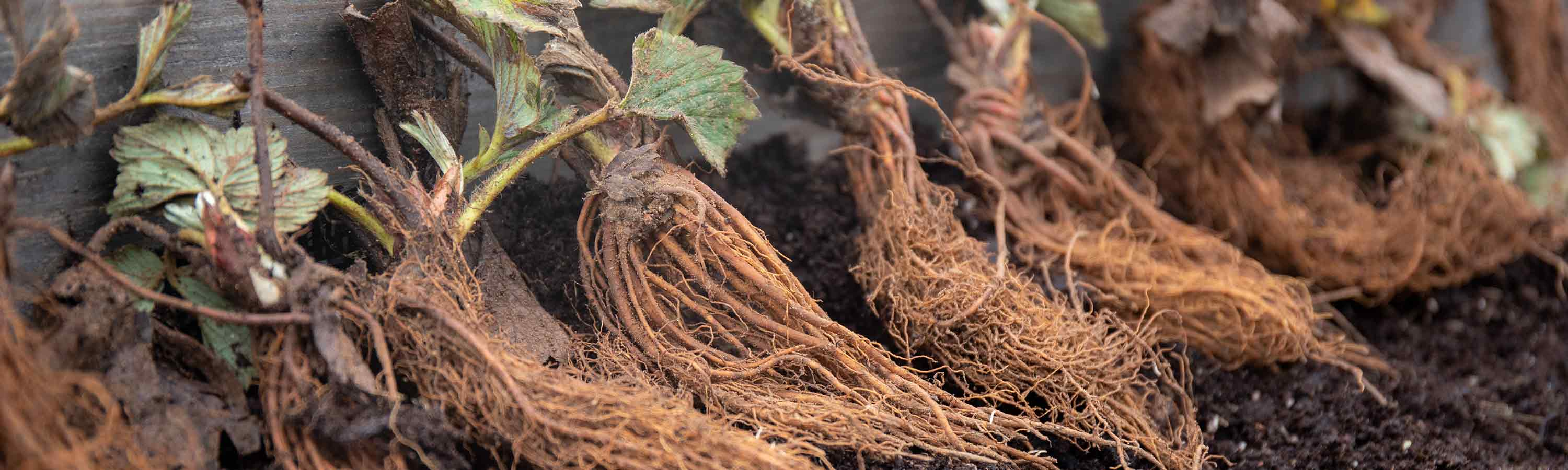 Bare Root Strawberries | Buy Bare Root Strawberries Online | Bare  display picture 1