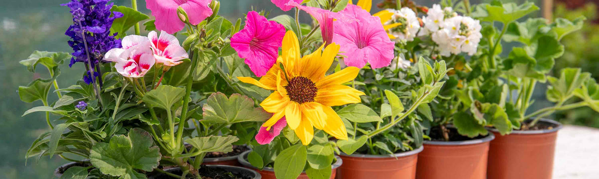 9cm Bedding Plants Buy 9cm Bedding Plants Online Marshalls Garden