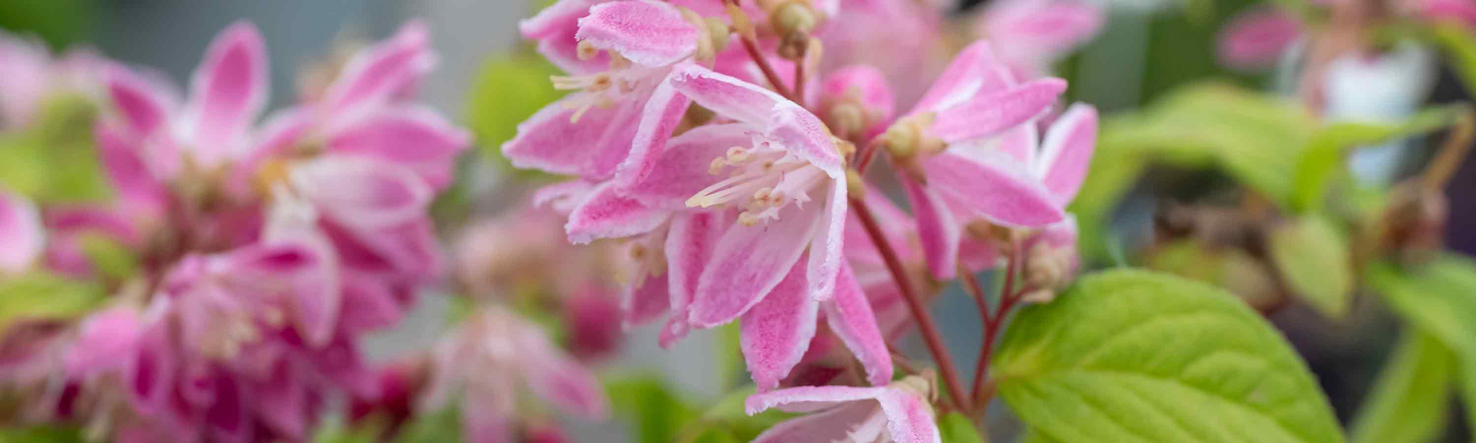 Deutzia Plants | Buy Deutzia Plants Online | Deutzia Plants for Sale |  Marshalls Garden