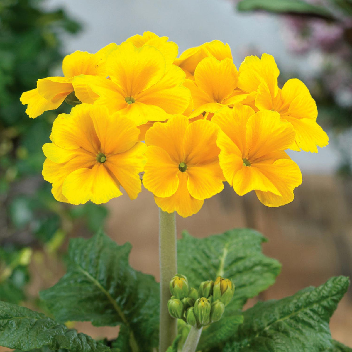 Garden Ready Plants Buy Garden Ready Plants Online Garden Ready