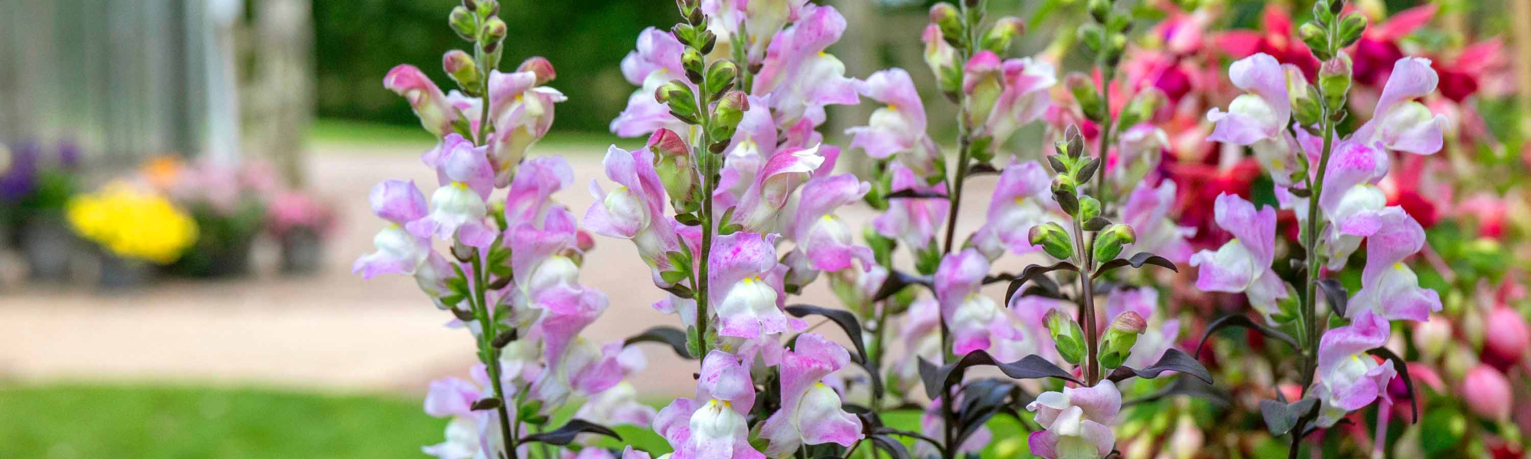 Antirrhinum Plants | Buy Snapdragon Online | Antirrhinium For Sale |  Marshalls Garden
