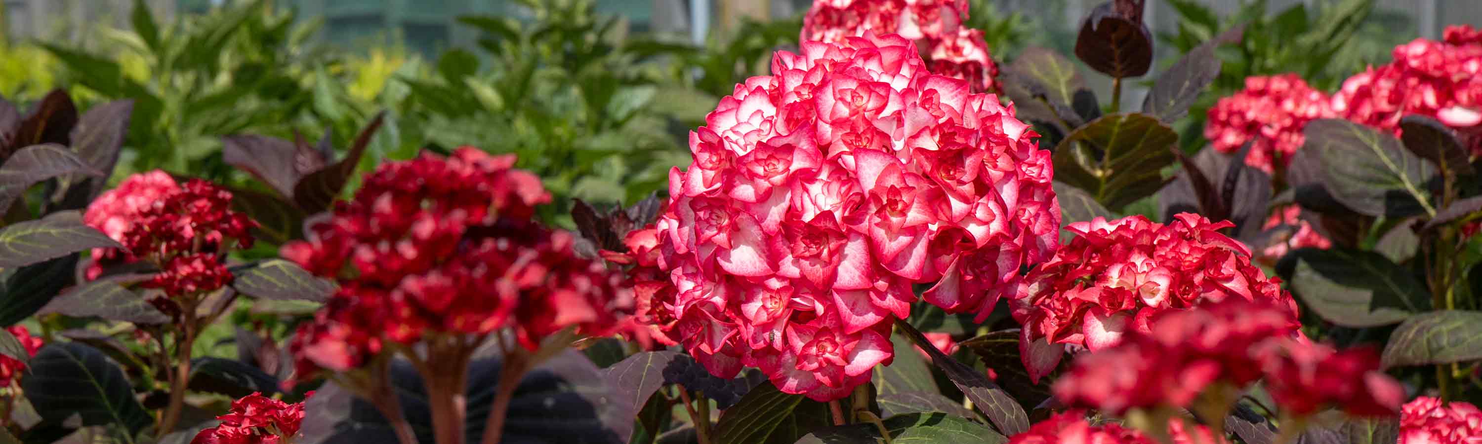 Hydrangea Plants| Hydrangea Plants For Sale | Hydrangeas To Plant