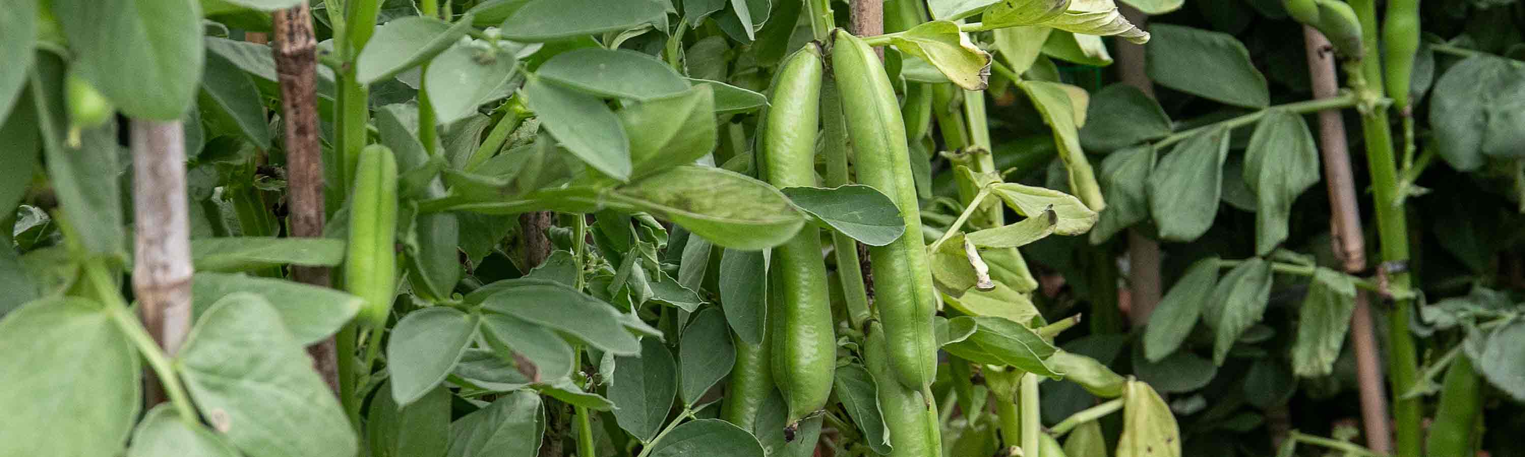 buy string of pearls plant String of Pearls | Senecio Rowleyanus | Bloombox Indoor and Garden Plants
