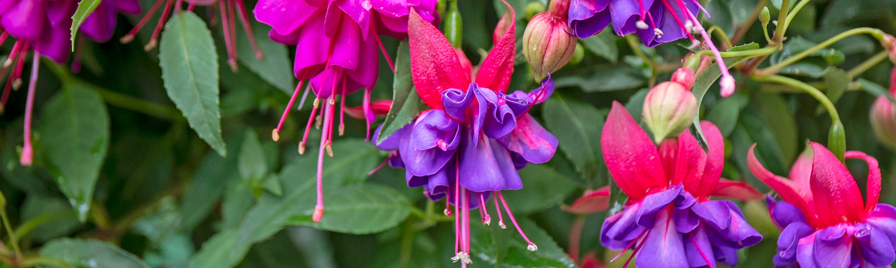 Fuchsia Plants | Buy Fuchsia Plants Online | Fuchsia Plants for Sale |  Marshalls Garden