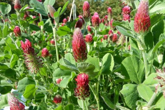 Green Manure Seeds 