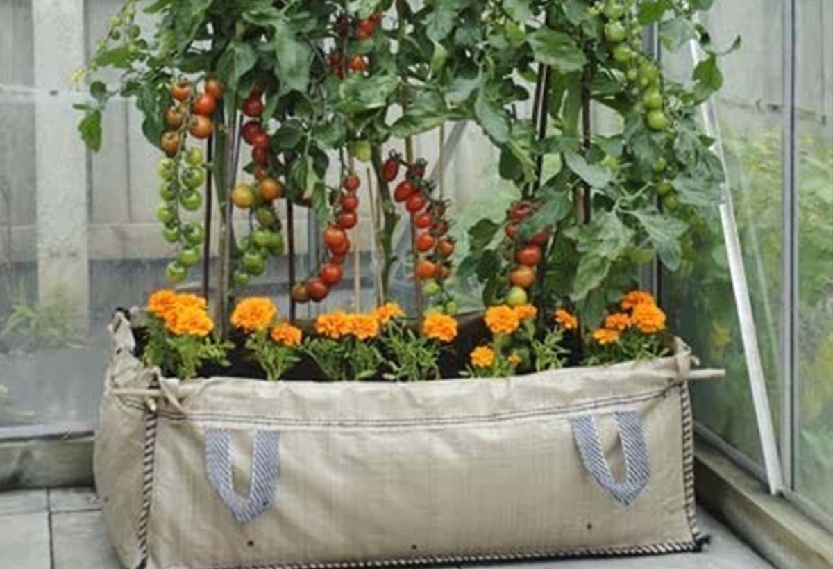 How to grow potatoes in bags – Marshalls Garden