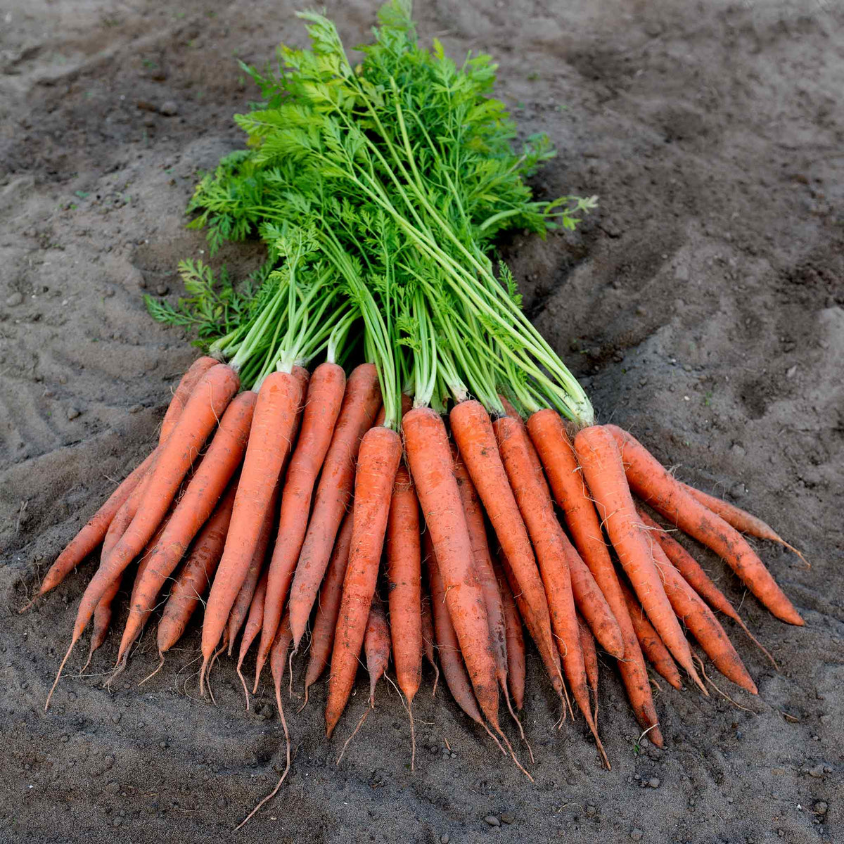 Carrot Seeds 'Ibiza'