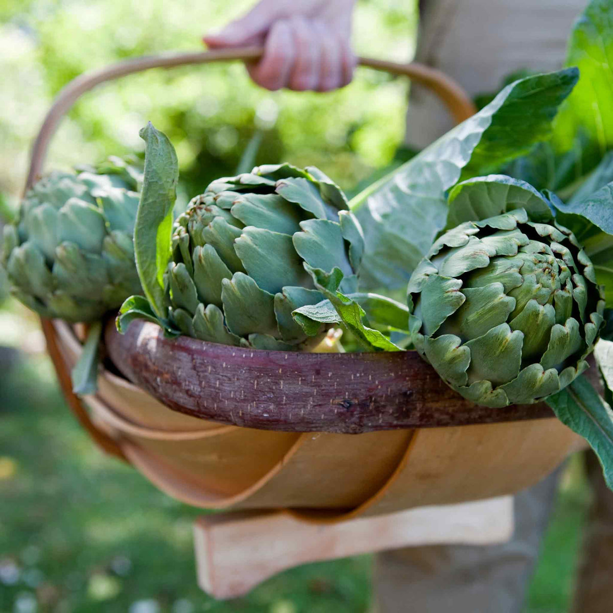 Artichoke 'Green Globe' Plants Buy Artichoke Plants Online