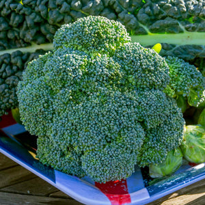 Broccoli 'Marathon' Plant
