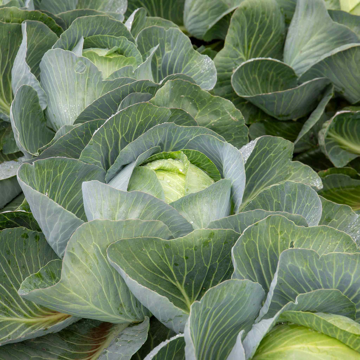 Cabbage 'Kilaxy' Plugs Buy Cabbage Plants Online Cabbage Plants for