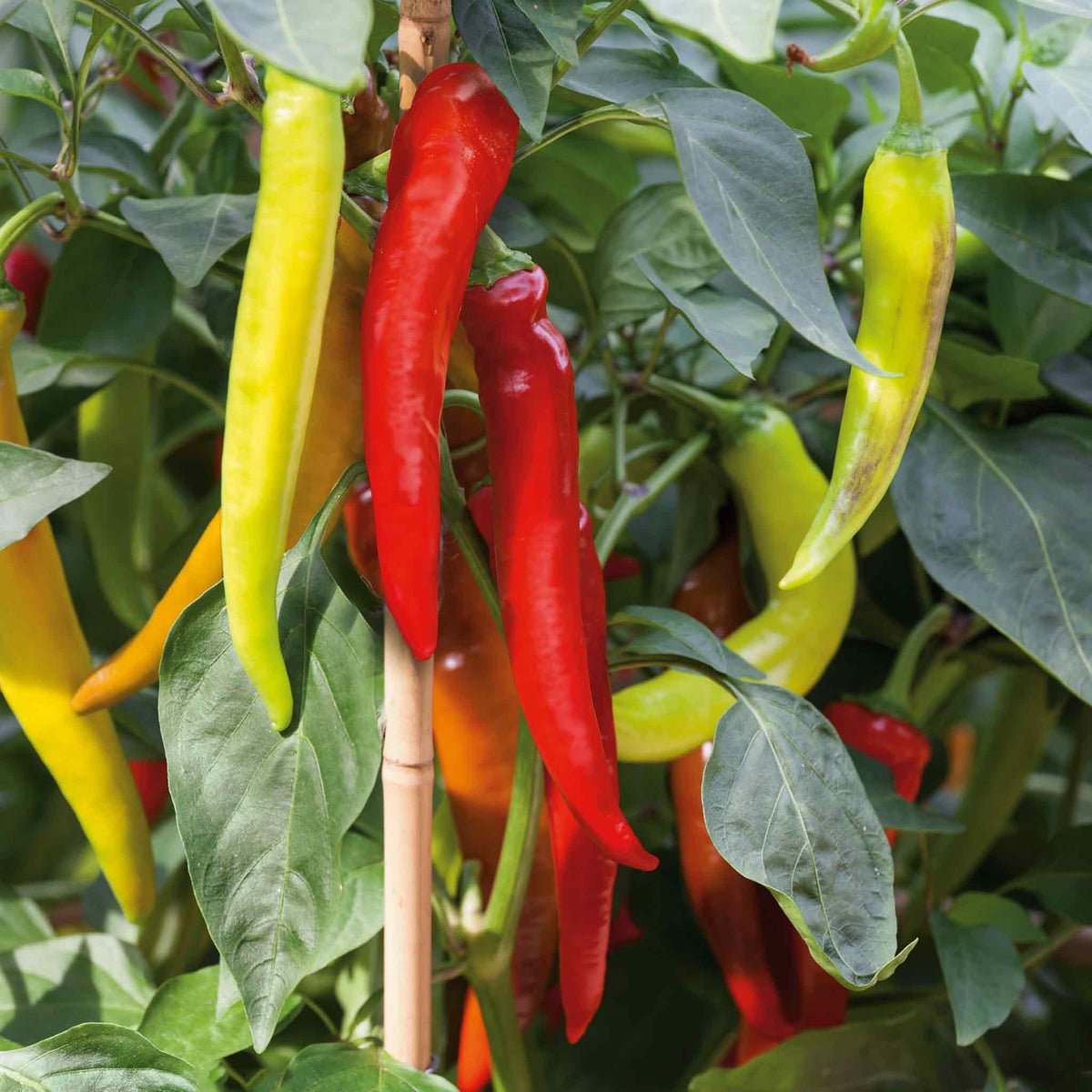Chilli Pepper 'Long Horn' 9cm Plants Late May Despatch Buy Chilli