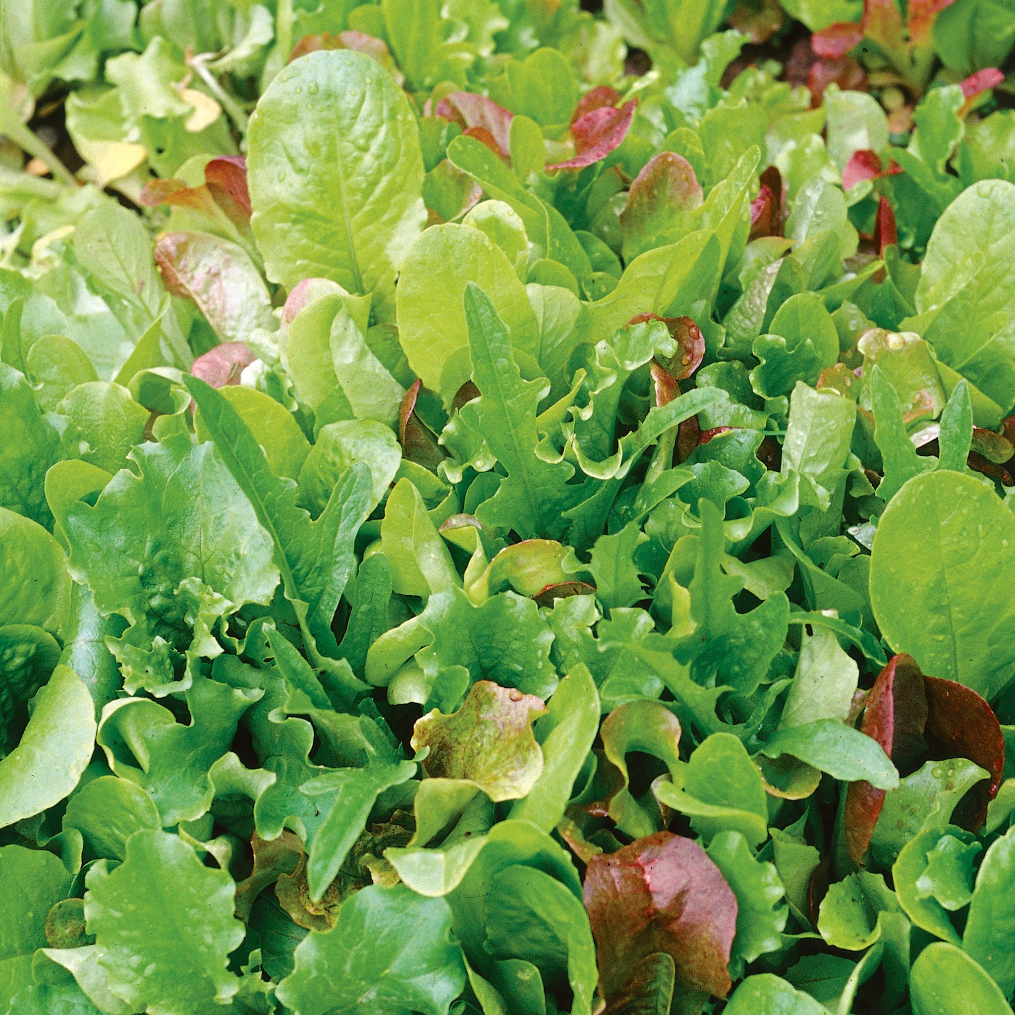 Lettuce Seeds 'Cut and Come Again' | Marshalls Garden