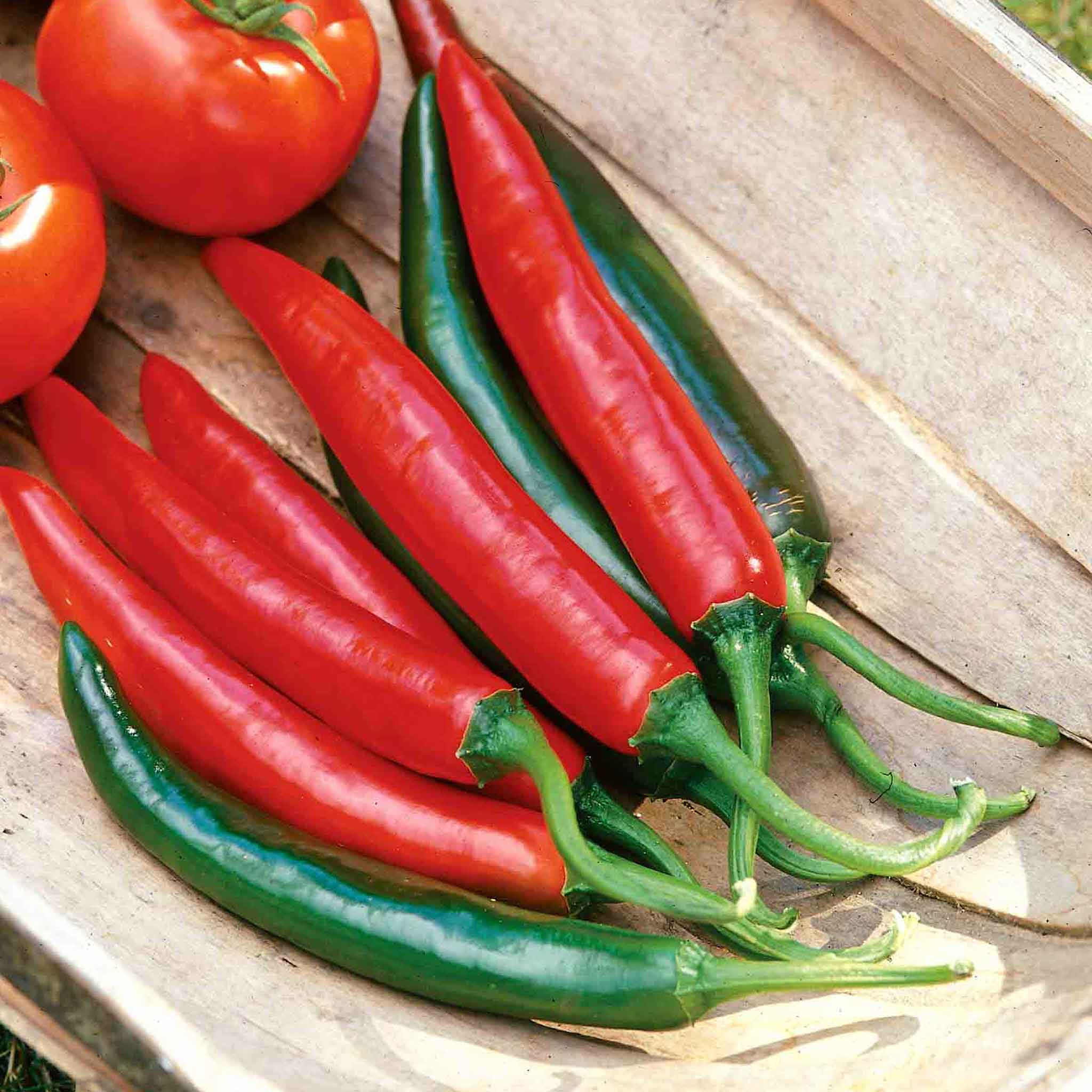 Chilli Pepper Seeds 'Tokyo Hot' | Marshalls Garden