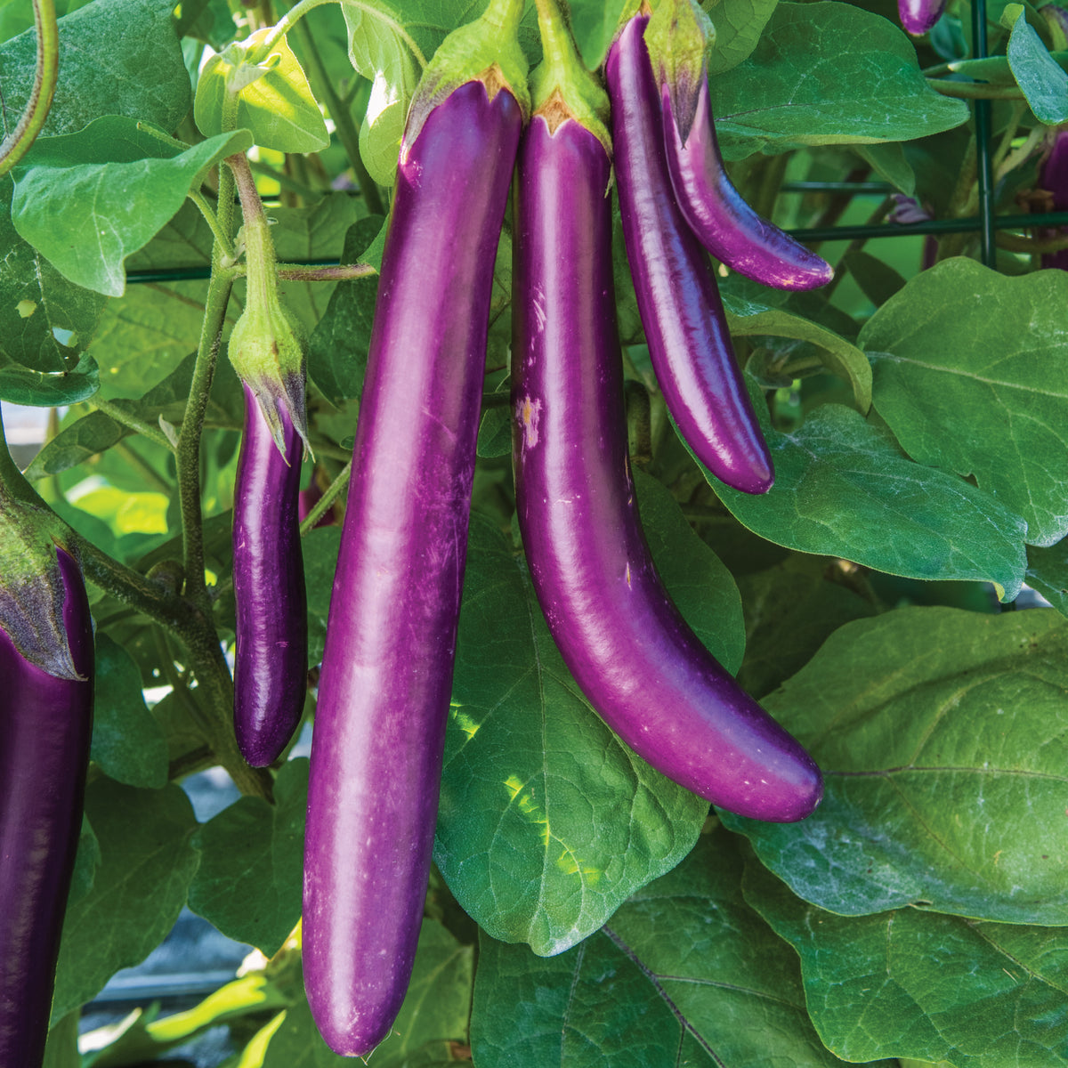 Aubergine Seeds 'Knight Trio Mix' Buy Aubergine Seeds Online Aubergine Seeds for Sale