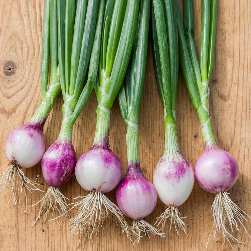 Onion Seeds 'Ruby Red'