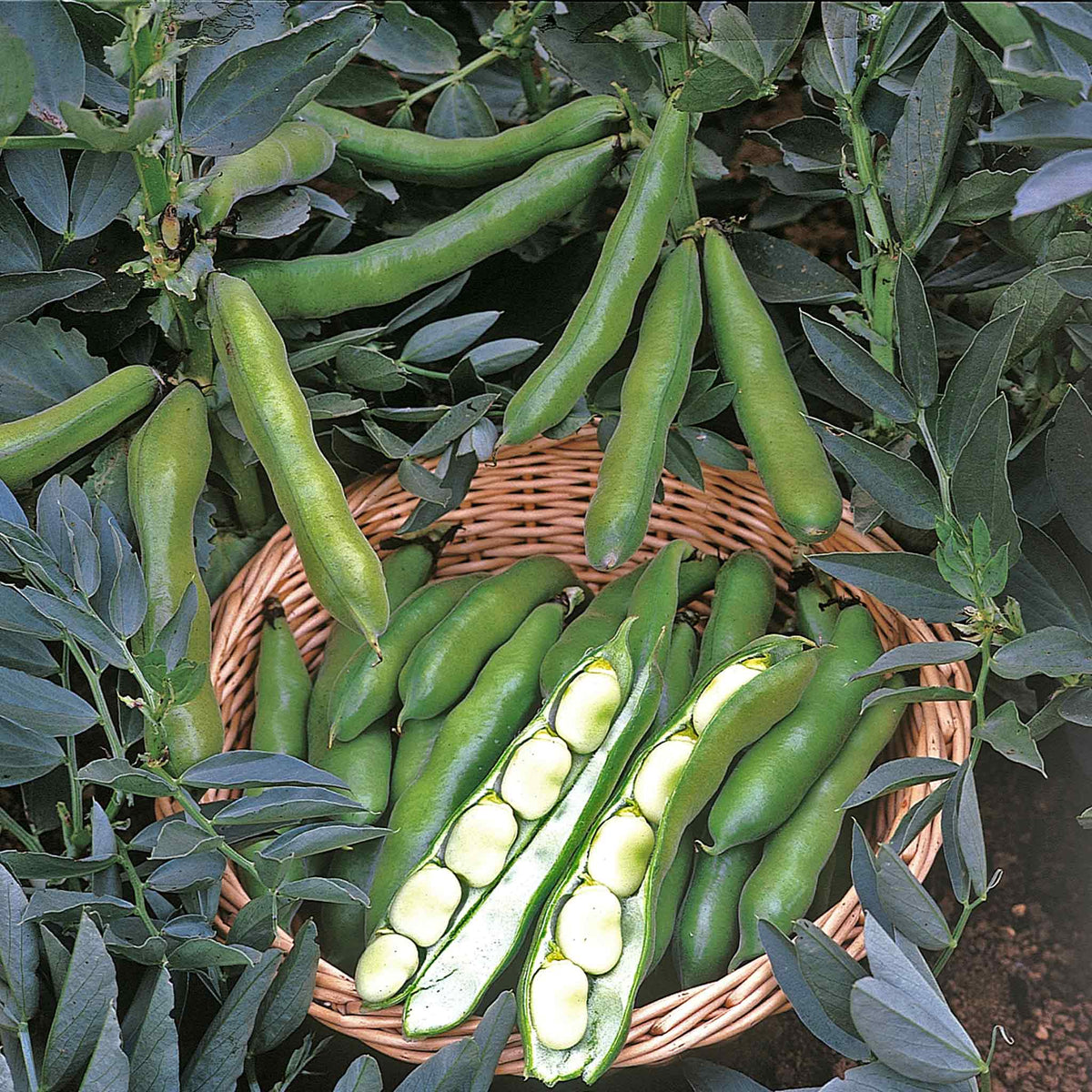Broad Bean Seeds Duo Pack Buy Broad Bean Seeds Online Broad Bean Seeds for Sale Marshalls
