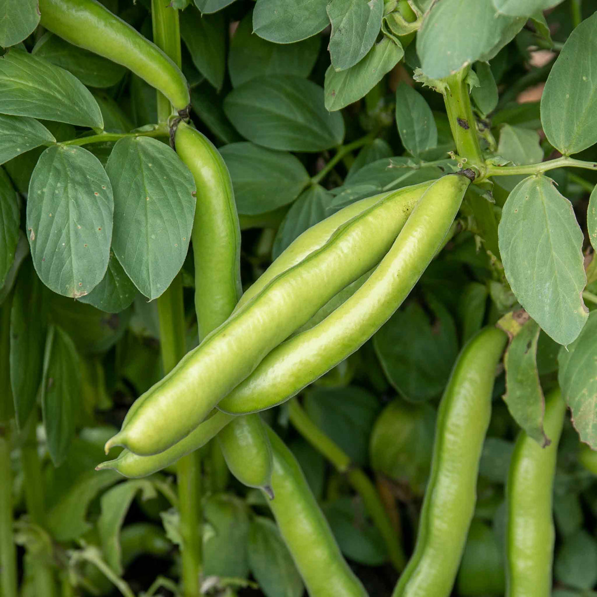 Broad Bean Seeds 'de Monica' 