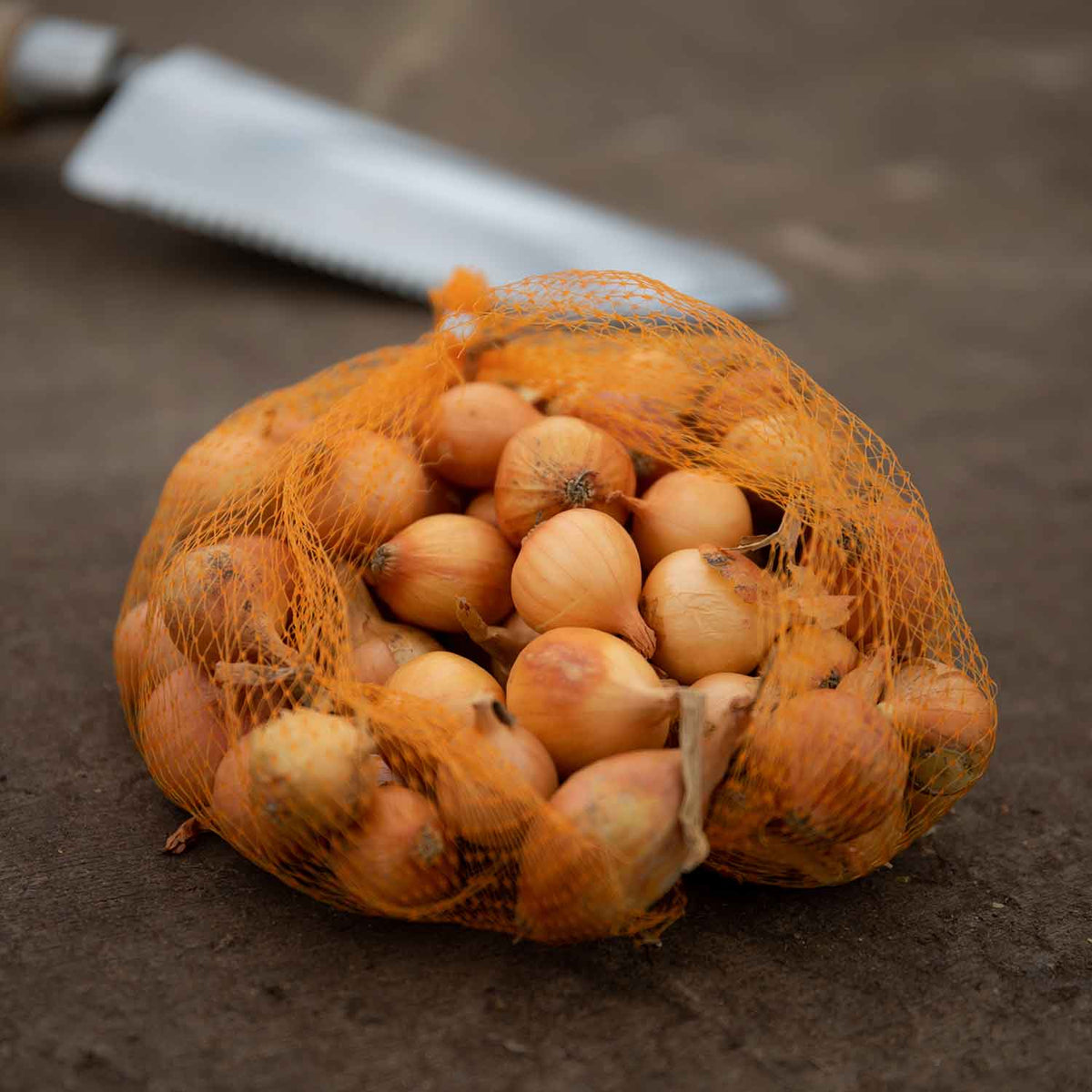 Onion 'Stuttgarter Riesen' Buy Onion Sets Online Onion Sets for