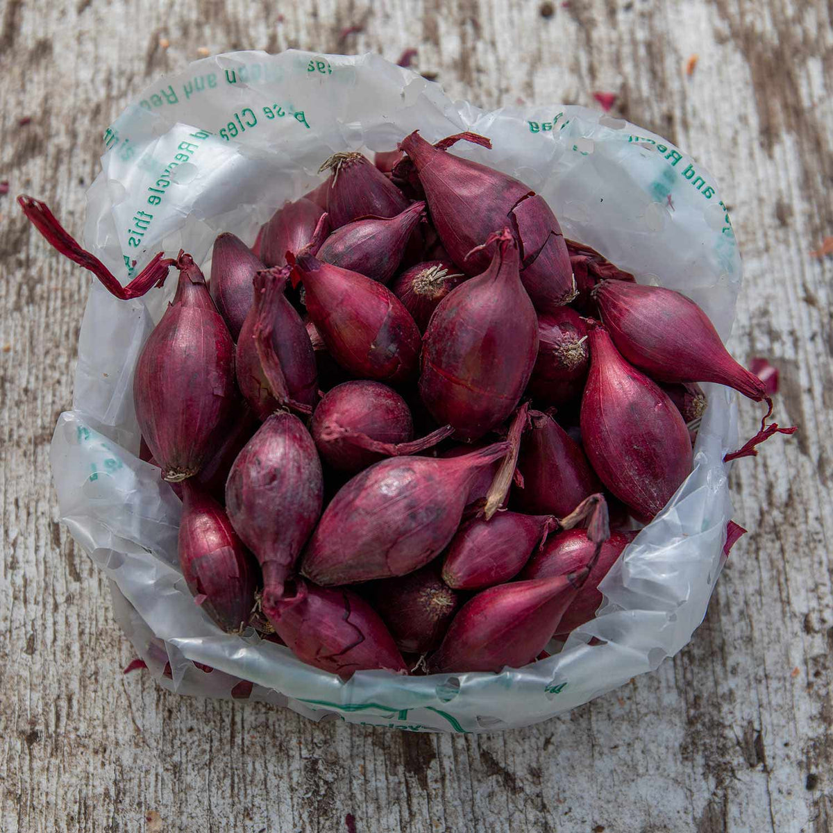 Onion 'Red Winter' Sets Buy Onion Sets Online Onion Sets for Sale