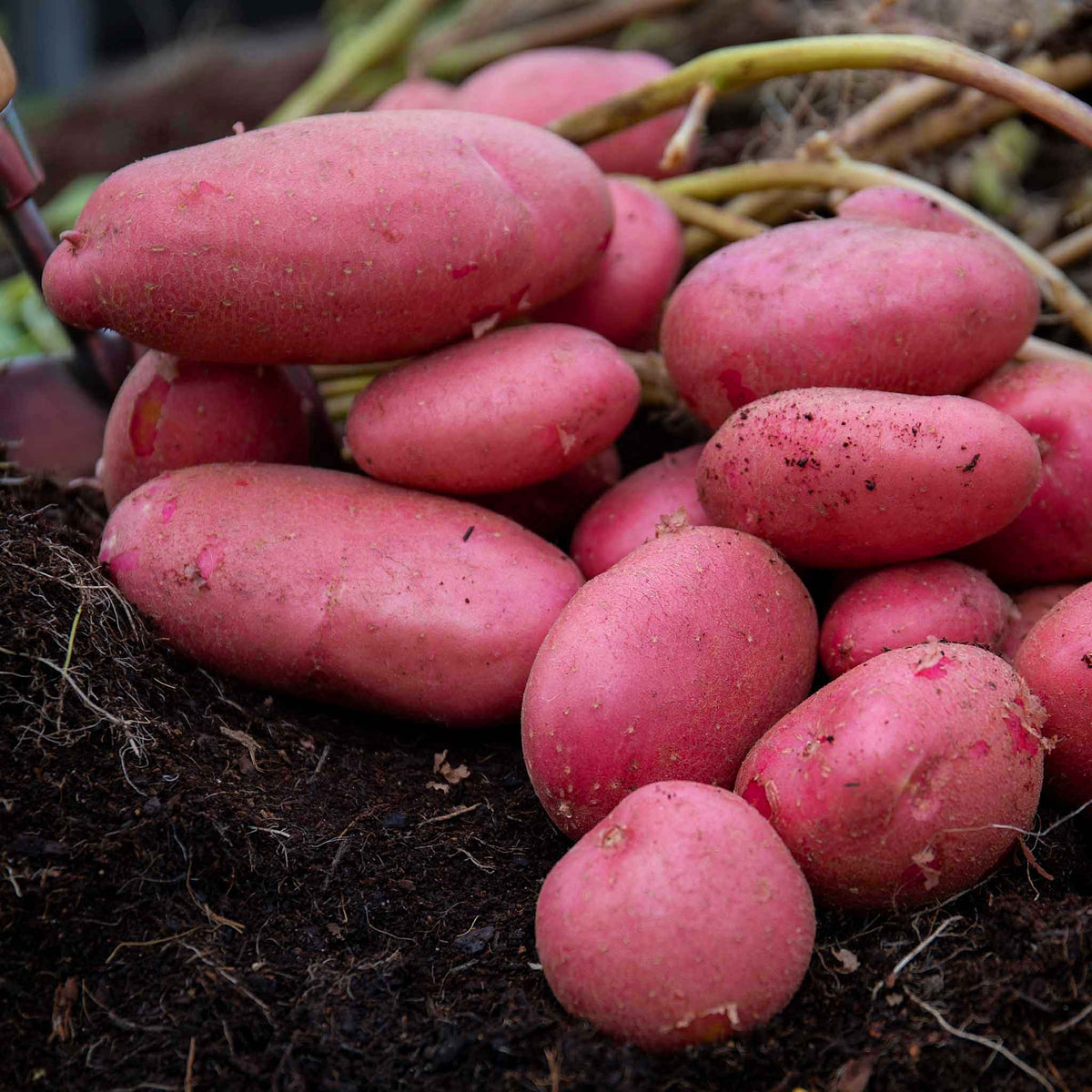 Potato Java - 1kg | Buy Potato Plants Online | Potato Plants for Sale ...