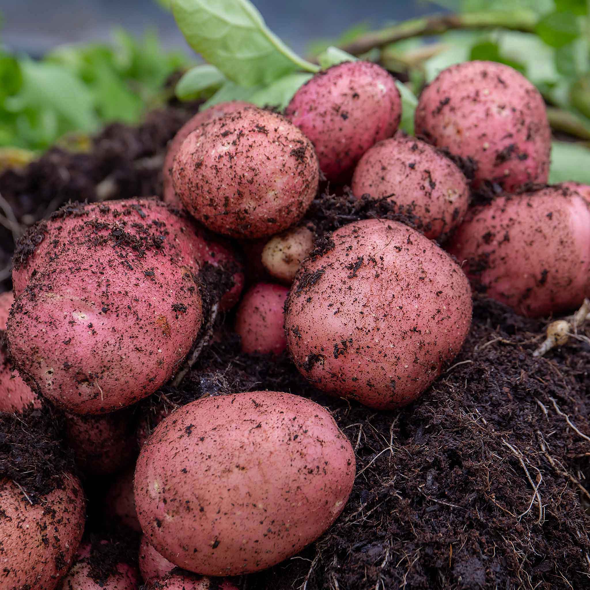 Albert Bartlett Seed Potato 'Rooster' Marshalls Garden