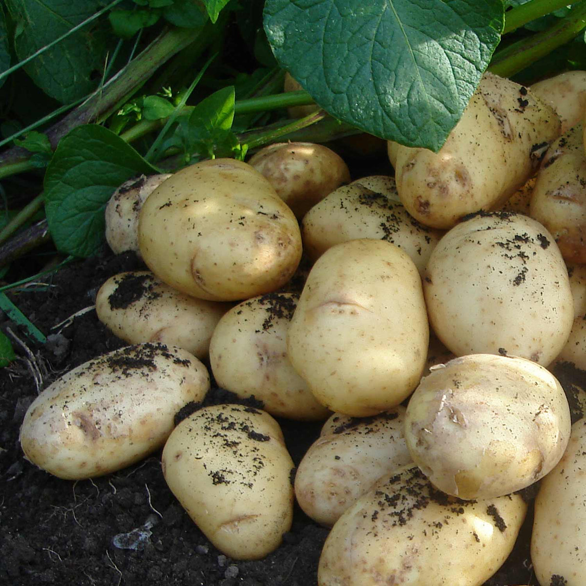 International Kidney Seed Potatoes 1kg Buy Seed Potatoes Online