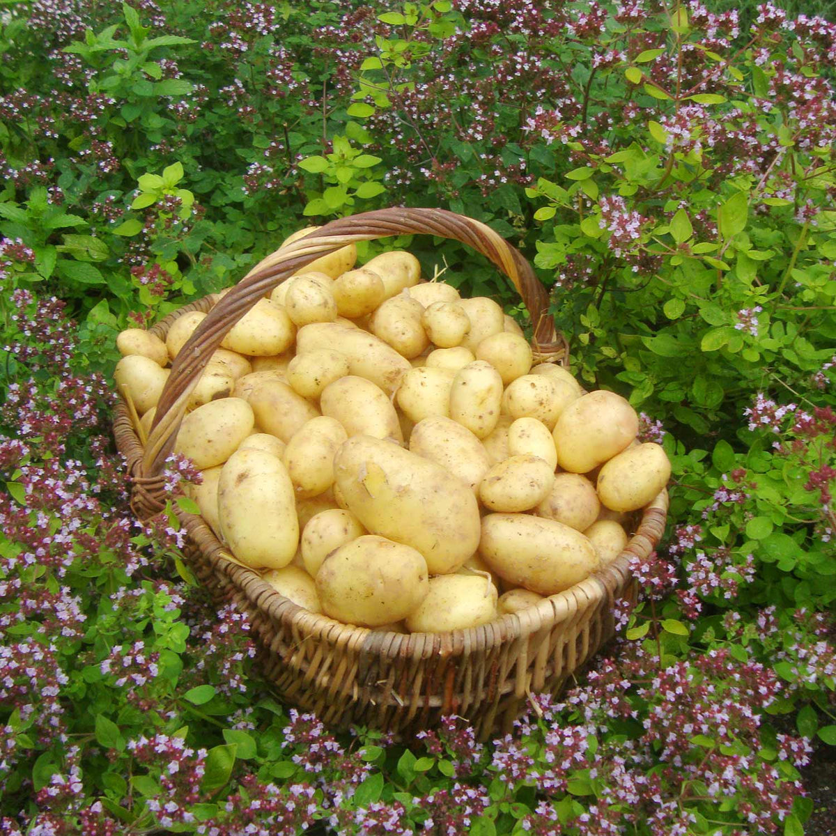 Seed Potato 'Nicola' 1kg Buy Seed Potatoes Online Seed Potatoes