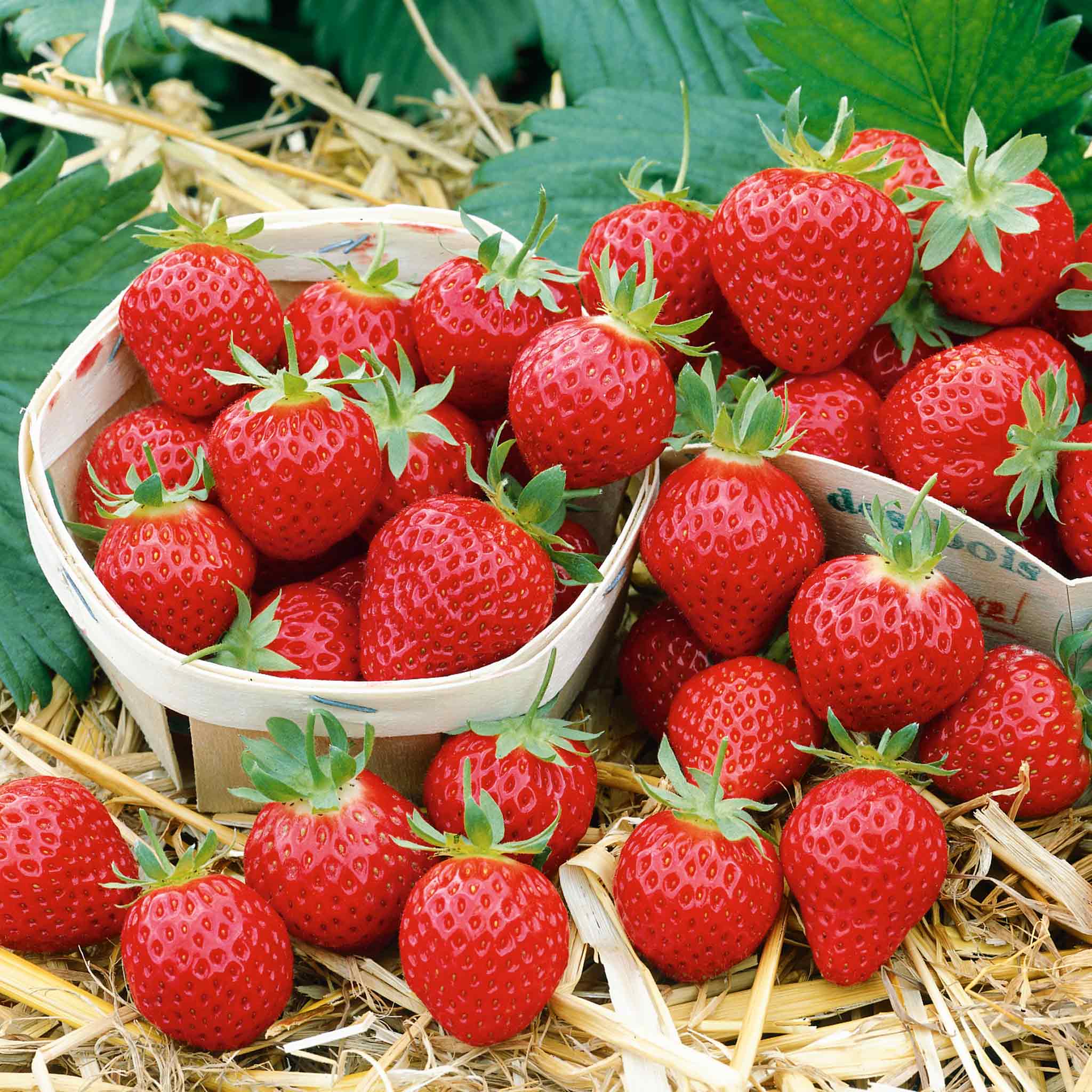 marshall strawberry seeds Strawberry Plant 'Mara De Bois'