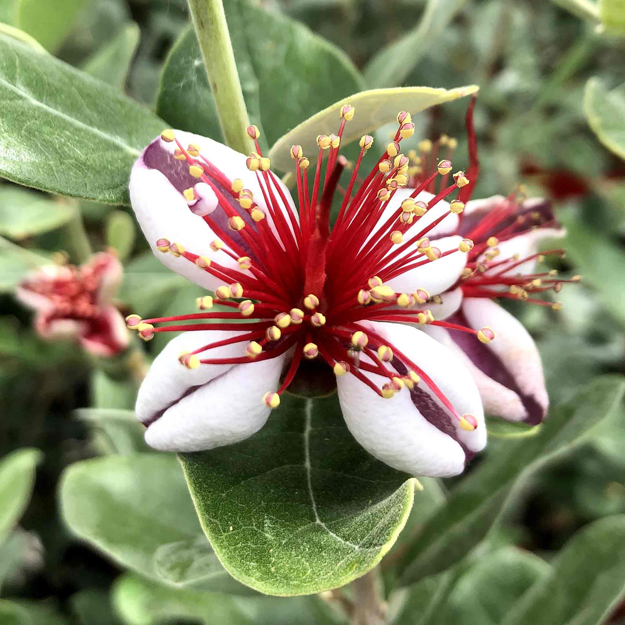 different types of pineapple guava plants Pineapple Guava Tree
