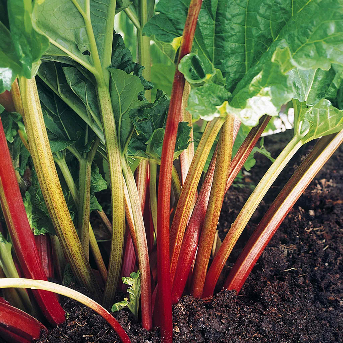 Rhubarb 'Goliath' 1 Crown Buy Rhubarb Plants Online Rhubarb