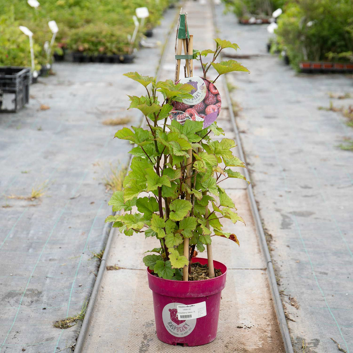 Raspberry 'Raspbeary' 3L Tree Buy Raspberry Plants Online