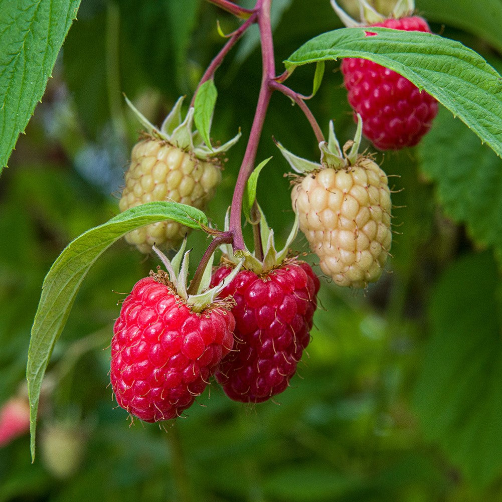Raspberry 'Glen Mor' 5 Plugs Buy Raspberry Plants Online