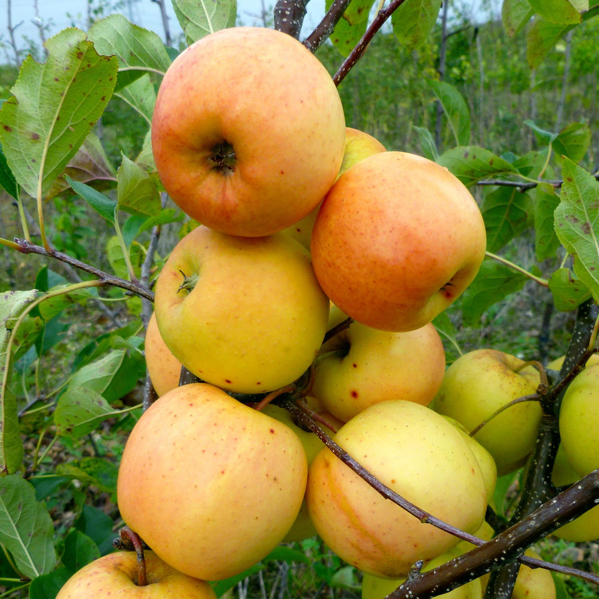 Patio Apple Tree 'Golden Delicious' 5L Buy Patio Apple Tree Online