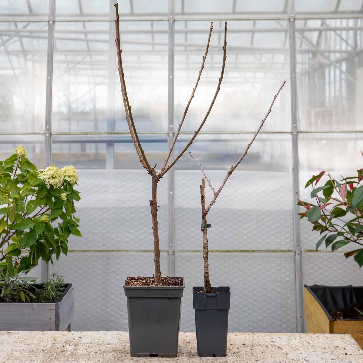 Patio Cherry Tree 'Stella' 2L Buy Cherry Trees Online Cherry Trees for Sale Marshalls Garden