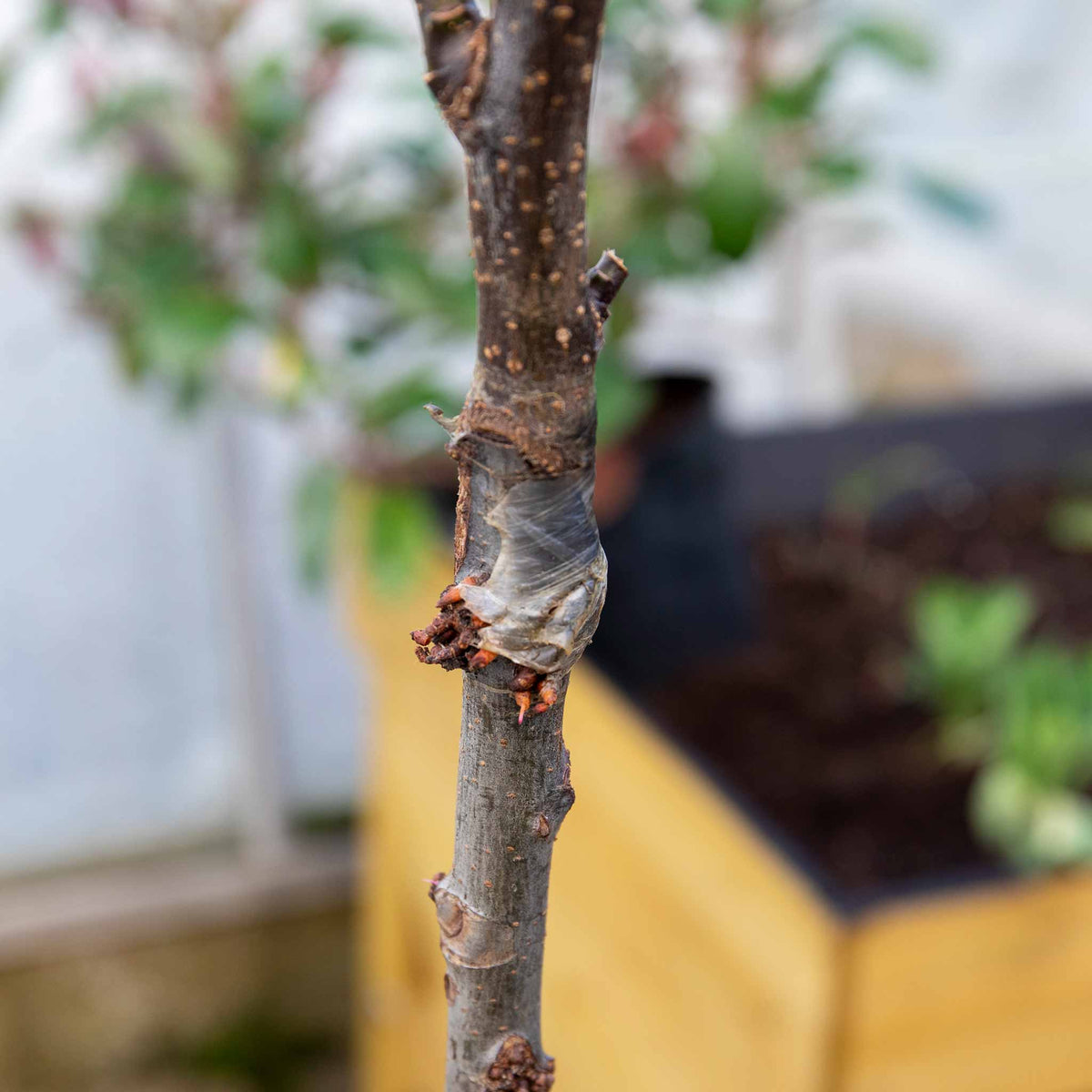 Patio Apple Tree 'Elstar' 5L Buy Patio Apple Tree Online Apple