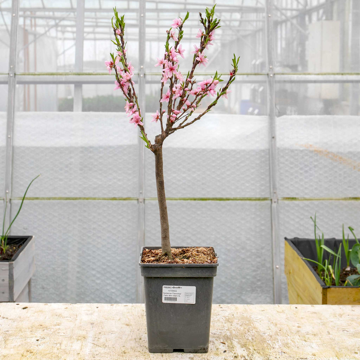 Peach Patio 'Sunset' 5L Tree Buy Peach Tree Online Peach Tree for