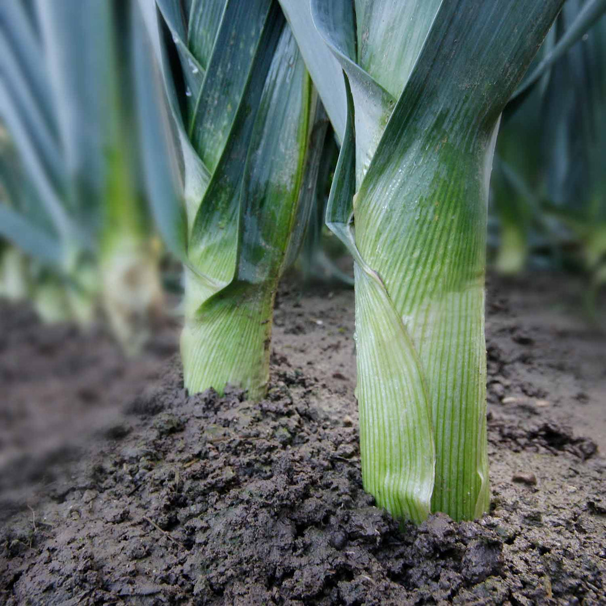 Leeks 'Tornado' 12 Plants Buy Leek Plants Online Leek Plants for