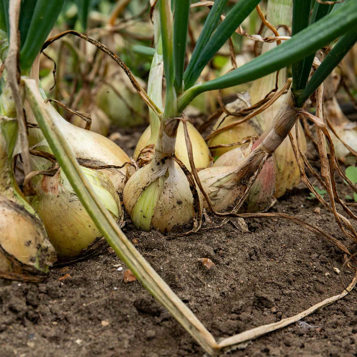 Onion 'Ailsa Craig' Plants June Despatch Buy Onion Plants Online