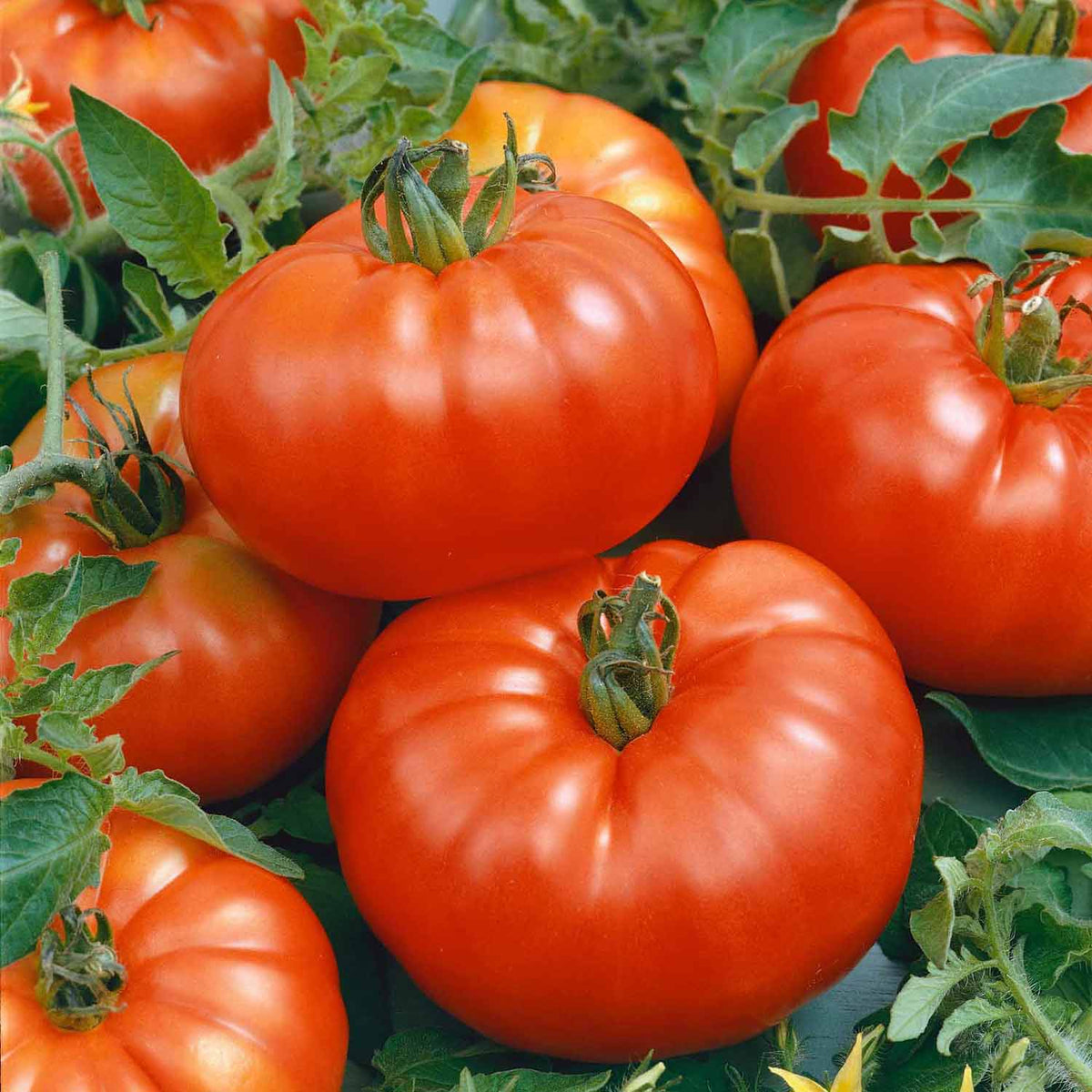 Tomato Outdoor Plant Collection Mid May Despatch Buy Tomato Plants Online Tomato Plants