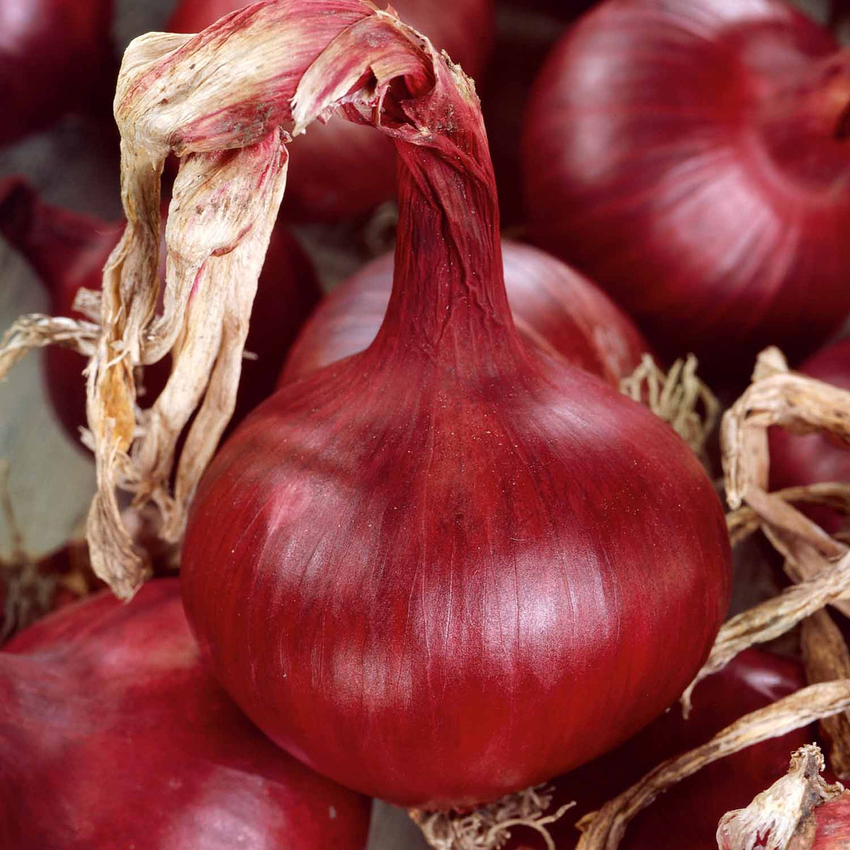 Onion 'Mammoth Red' Exhibition Plants Buy Onion Plants Online