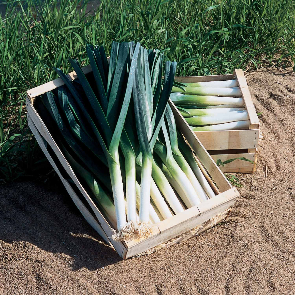 Leek 'Giant Winter' Plants June Despatch Buy Leek Plants Online