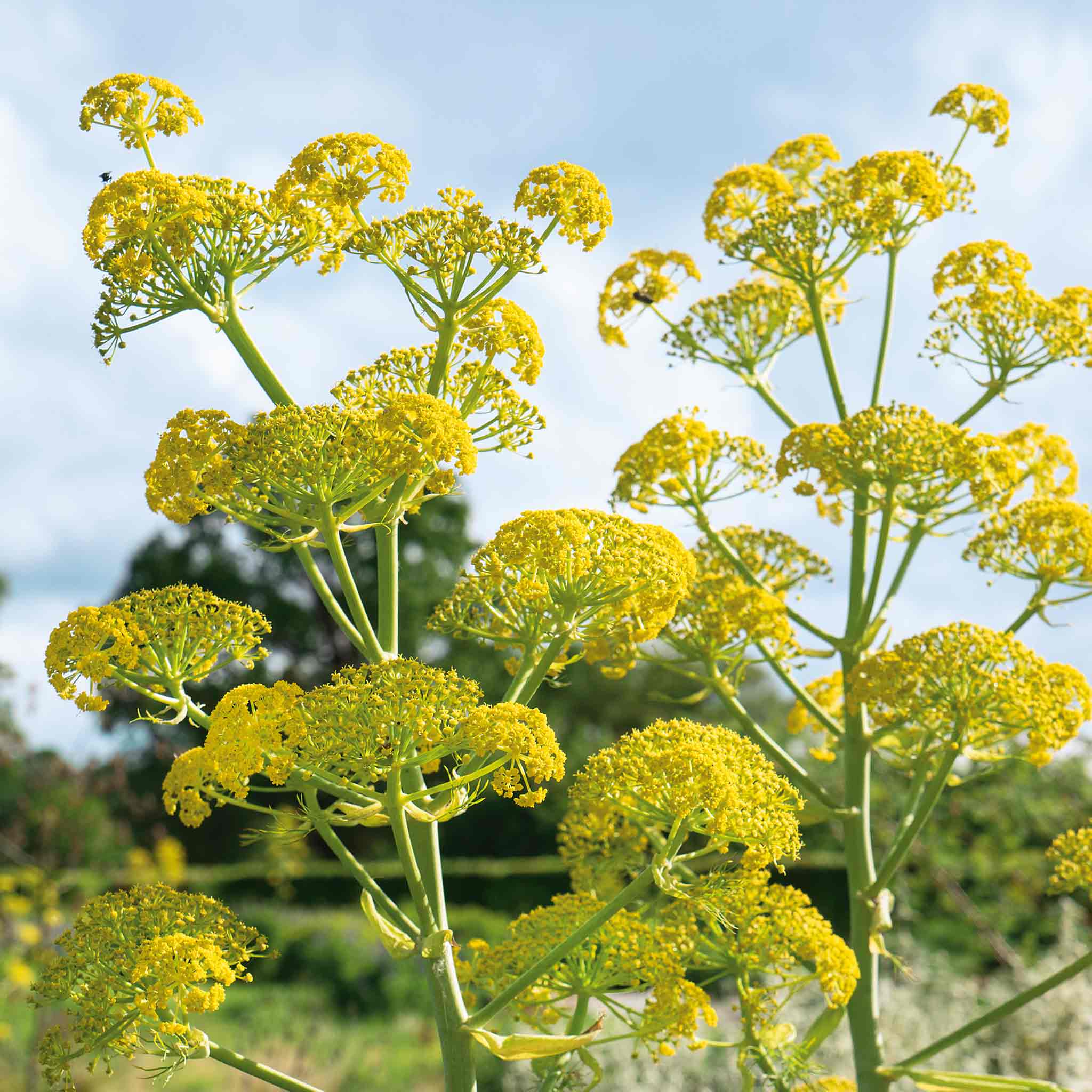 fennel indoor plant Fennel Plant
