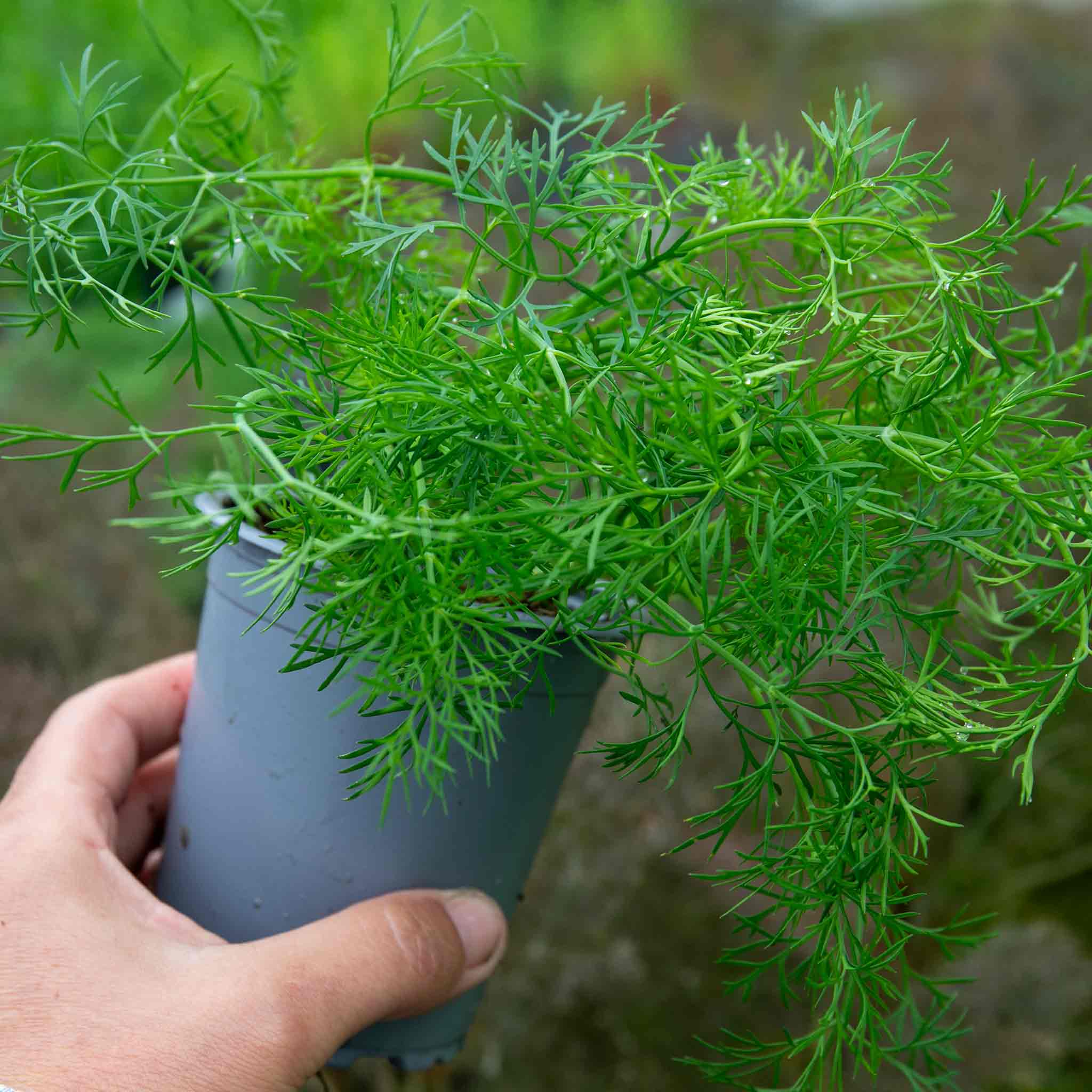 potted dill plant Dill Plant