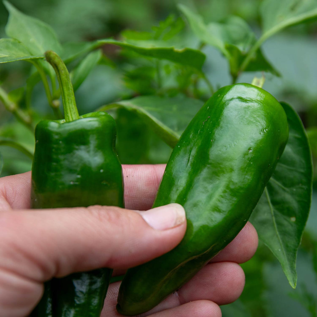 Chilli Pepper 'Padron' 9cm Plants Late May Despatch Buy Chilli