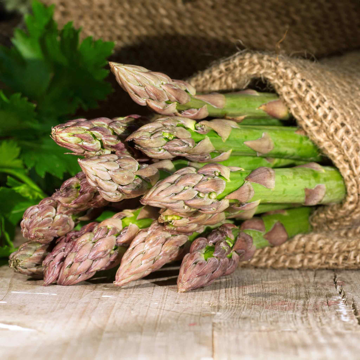 Asparagus 'Guelph Eclipse' 5 Crowns Buy Asparagus Crowns Online