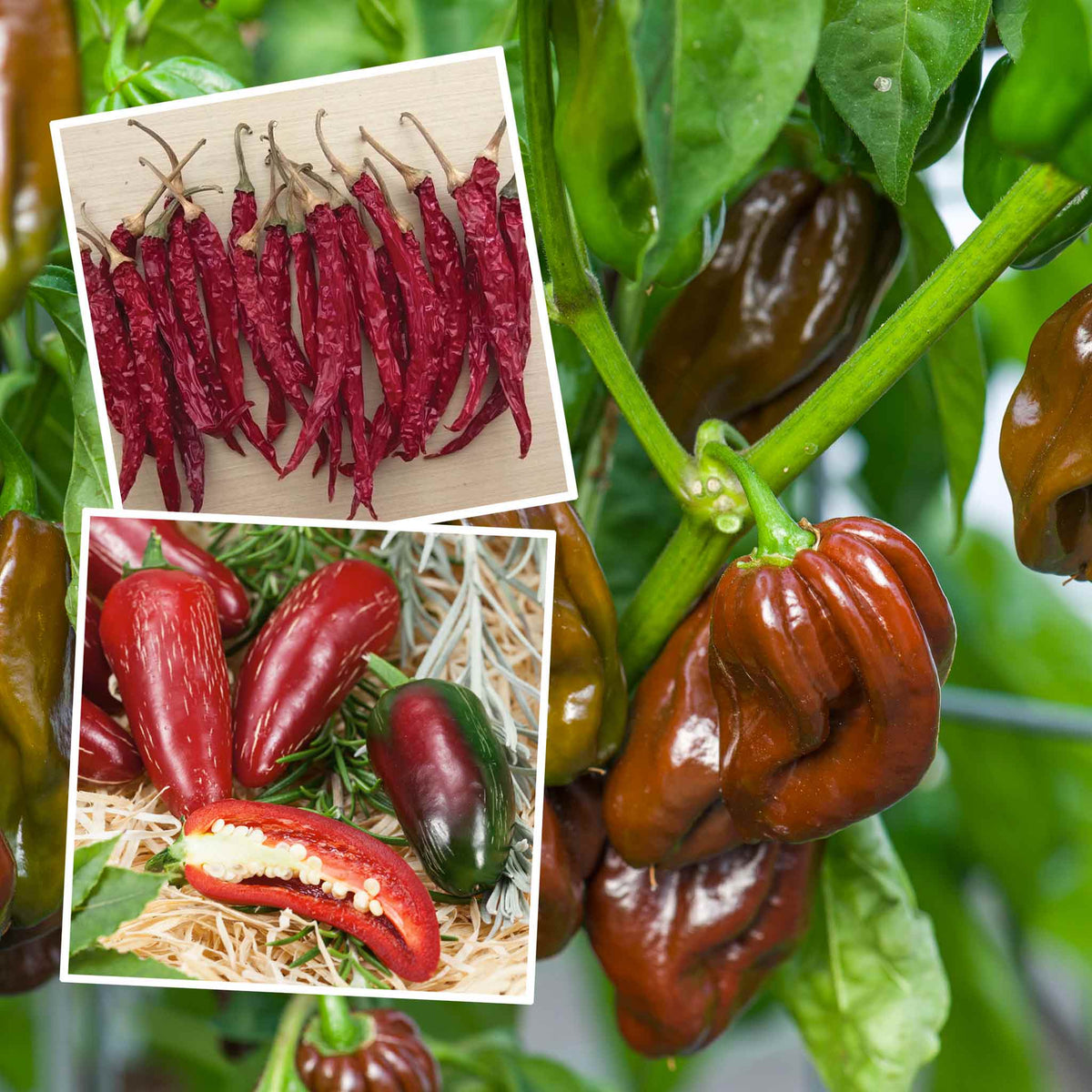 Gourmet Chilli Pepper Collection 3 x 9cm Plants Late June Despatch